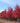Autumn Blaze® Maple