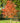 Early Glow Ohio Buckeye