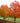 Fall Fiesta® Sugar Maple