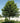 Fall Fiesta® Sugar Maple