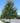 Redpointe® Red Maple