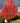Redpointe® Red Maple