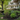 A real Northern Illinois front yard in late May, with freshly planted perennial beds and a couple of young shrubs. The house is classic Midwest—white siding, front porch, mature maples in the background. Mulch is fresh, hoses are coiled nearby, and a few 