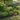 A real backyard in Northern Illinois, with a shady mulched perennial bed in the foreground and a few established shrubs along a weathered wood fence. A garden hose is coiled nearby, and there’s visible healthy foliage despite the bright summer sun.