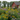 A vibrant Zone 5 backyard garden in late August with blooming black-eyed Susans, purple coneflowers, and goldenrod, alive with bees and monarch butterflies; a weathered red barn and northern Illinois fields in the background.