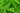 Ferns