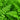 Ferns