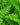 Ferns