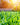 Grass Seed