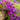 Groundcover