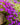 Groundcover