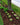 Mulch