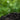 Soil
