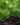 Soil