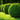 Shrubs