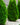 Upright Evergreens