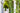 Vines