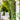 Vines