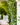 Vines
