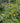 Moonshine Yarrow
