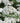New Vintage™ White Yarrow