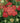 Strawberry Seduction Yarrow