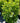 Compact American Cranberrybush Viburnum