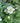 Honorine Jobert Anemone