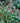 September Charm Anemone
