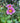 September Charm Anemone