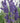 Imperial Gem® Lavender