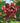Aphrodite® Sweetshrub