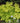 Golden Japanese Spikenard