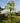 Spikenard