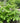 Spikenard