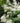 Goat's Beard