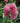 Cinderella Milkweed