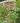 Rose (Swamp) Milkweed