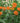 Butterfly Milkweed Asclepias tuberosa
