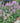 Pumila Astilbe