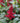 'Fanal' Astilbe (Red)