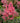'Rheinland' Astilbe (Pink)