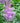 Purple Candles Astilbe