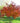 'Autumn Brilliance' Serviceberry