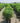 Autumn Jazz® Arrowwood Viburnum
