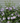 Azurri Blue Satin® Hibiscus
