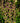 Twilite Prairieblues™ False Indigo