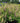 Decadence® Pink Lemonade Baptisia