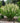 Decadence® 'Vanilla Cream' Baptisia