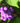 'Early Amethyst' Beautyberry